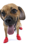 PAWZ - Rubber dog boots SMALL ROJO Desechables, reusables y a prueba de agua 12 unidades 🐶